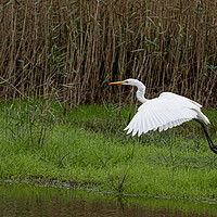 Buy canvas prints of The great egret (Ardea alba) by kathy white