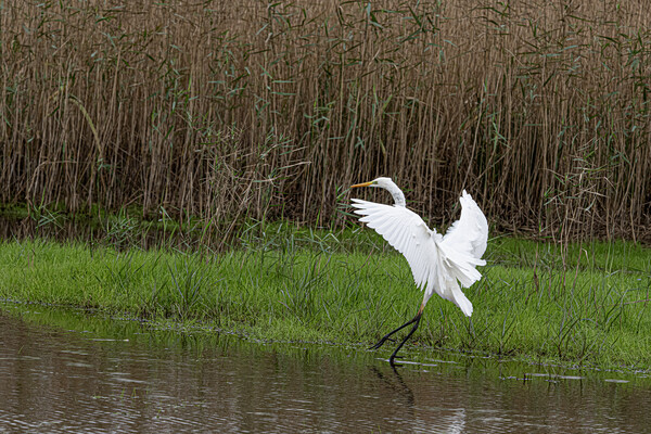 The great egret (Ardea alba) Picture Board by kathy white