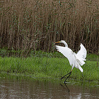 Buy canvas prints of The great egret (Ardea alba) by kathy white