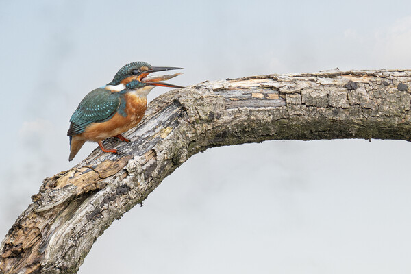 kingfisher with a fish Picture Board by kathy white