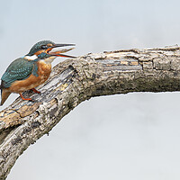 Buy canvas prints of kingfisher with a fish by kathy white