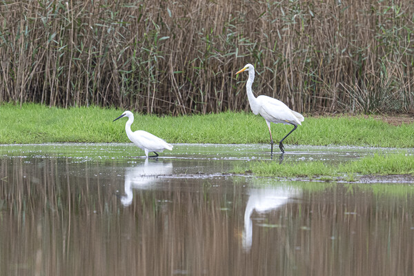 great-white-Egret and a small Egret Picture Board by kathy white
