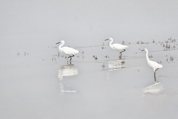 Three Whites Egrets Picture Board by kathy white