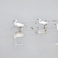 Buy canvas prints of Three Whites Egrets by kathy white