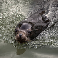 Buy canvas prints of  Otter, close up by kathy white