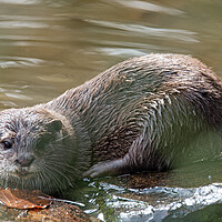 Buy canvas prints of  Otter, close up,sitting in the sun by kathy white