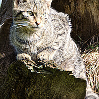 Buy canvas prints of The Scottish wild cat by kathy white