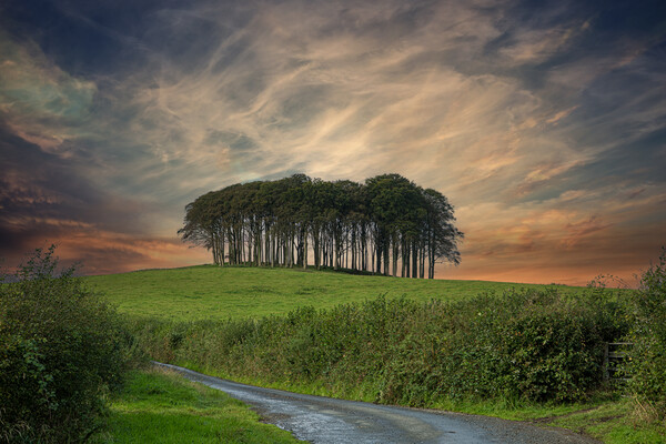 Nearly Home Trees, Coming home trees, Cornwall trees  Picture Board by kathy white