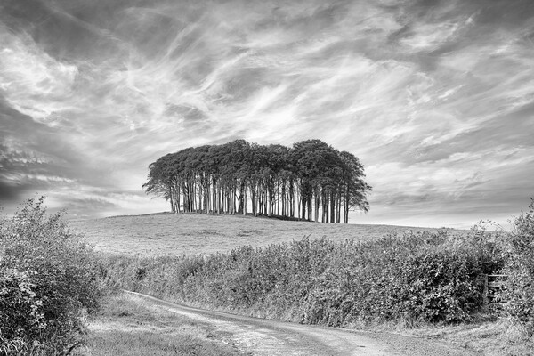 Nearly Home Trees, Coming home trees, Cornwall trees Cookworthy  Picture Board by kathy white