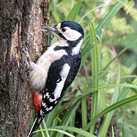 Buy canvas prints of Great spotted woodpecker,  by kathy white