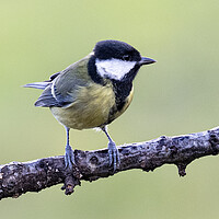 Buy canvas prints of The great tit by kathy white