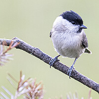 Buy canvas prints of  Marsh Tit by kathy white