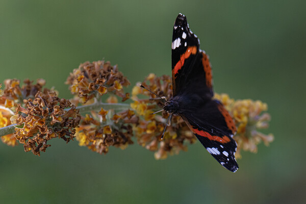 Red admiral Picture Board by kathy white