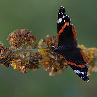 Buy canvas prints of Red admiral by kathy white