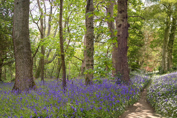 English Bluebell pathway through the Wood,  Picture Board by kathy white