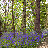 Buy canvas prints of English Bluebell pathway through the Wood,  by kathy white