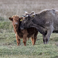 Buy canvas prints of Highland cow, Highland Cattle, baby highland cow by kathy white