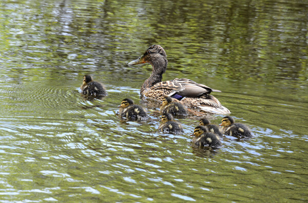 Baby ducklings with their mum Picture Board by kathy white