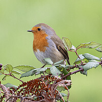 Buy canvas prints of Christmas robin by kathy white
