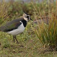 Buy canvas prints of Lapwing  by kathy white