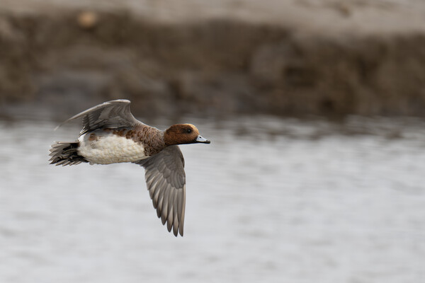Handsome Male Eurasian Wigeon Takes Flight  Picture Board by kathy white