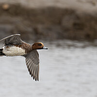 Buy canvas prints of Handsome Male Eurasian Wigeon Takes Flight  by kathy white
