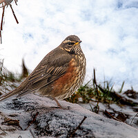 Buy canvas prints of Redwing in the snow by kathy white
