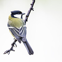 Buy canvas prints of The great tit by kathy white