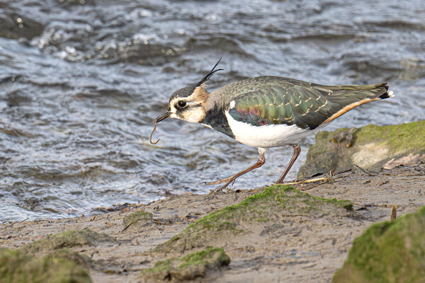The Lapwing, eating breakfast Picture Board by kathy white