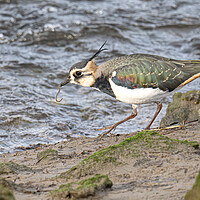 Buy canvas prints of The Lapwing, eating breakfast by kathy white
