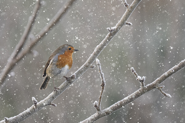 Robin in the snow Picture Board by kathy white