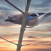Buy canvas prints of Jay Bird ,Sunset by kathy white