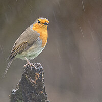 Buy canvas prints of robin in the rain by kathy white