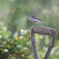 Buy canvas prints of Long-Tailed Tit,perched a graden spade by kathy white
