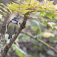 Buy canvas prints of Blue tit  by kathy white