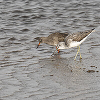 Buy canvas prints of Redshank, Greenshank by kathy white
