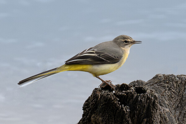 wagtail by  the river sitting on a rock Picture Board by kathy white