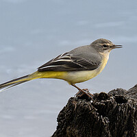 Buy canvas prints of wagtail by  the river sitting on a rock by kathy white