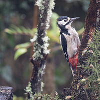 Buy canvas prints of Great spotted woodpecker,in the rain by kathy white