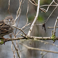 Buy canvas prints of Female and male sparrow sitting in a tree side by side by kathy white