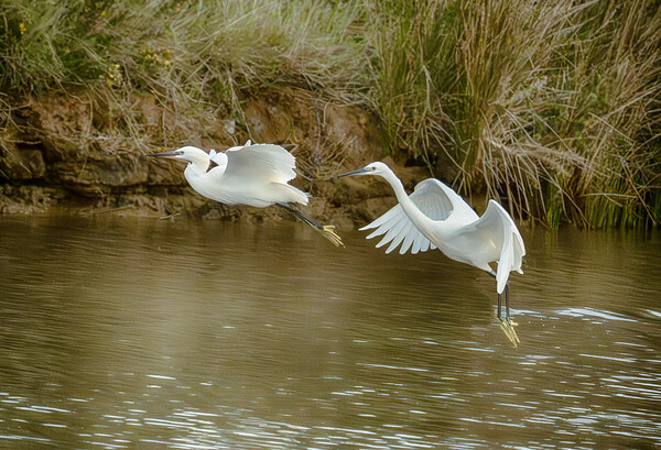  flying  little egrets Picture Board by kathy white