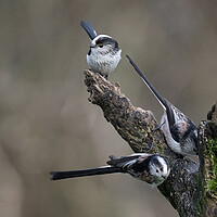 Buy canvas prints of longtailed tits by kathy white