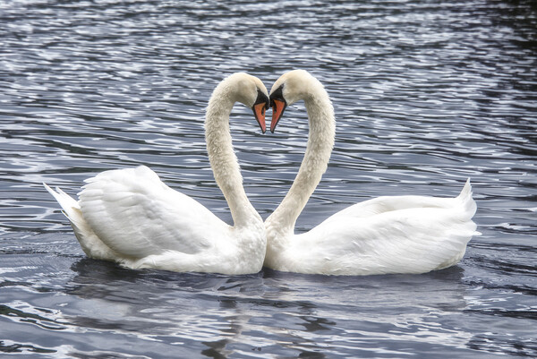  swans in a love heart shape, Picture Board by kathy white