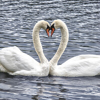 Buy canvas prints of  swans in a love heart shape, by kathy white