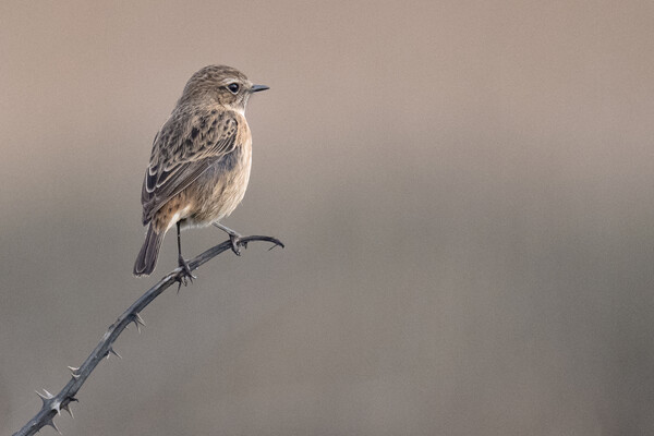 The stonechat  Picture Board by kathy white