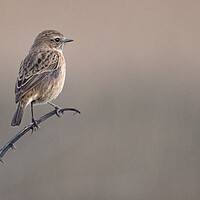 Buy canvas prints of The stonechat  by kathy white