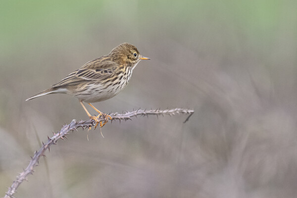 Meadow Pipit,sitting on a brach in Cornwall Picture Board by kathy white