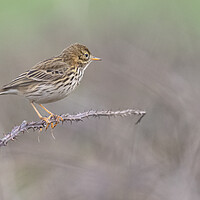 Buy canvas prints of Meadow Pipit,sitting on a brach in Cornwall by kathy white