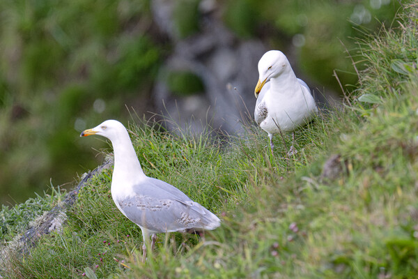  fulmar gulls,sea gulls Picture Board by kathy white