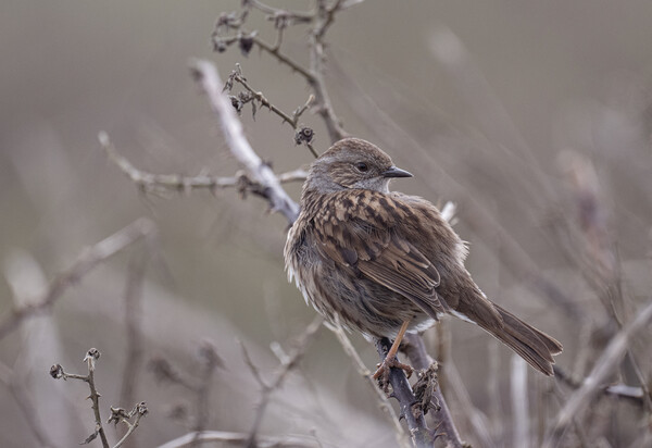 Dunnock, Picture Board by kathy white
